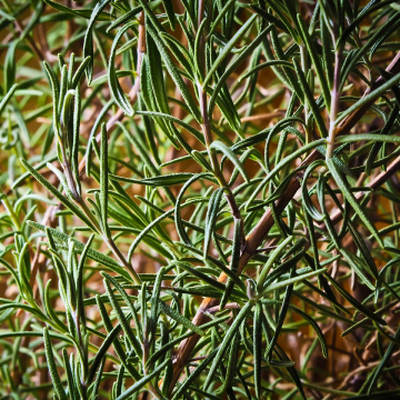 Italian Herbs(per loaf)